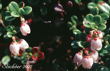 Lingonberry, Low Bush Cranberry, Partridgeberry, Foxberry: Vaccinium vitis-idaea (Synonyms: Vaccinium vitis-idaea ssp. minus, Vaccinium vitis-idaea var. minus)