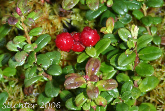 Low-bush Cranberry, Lingonberry: Vaccinium vitis-idaea