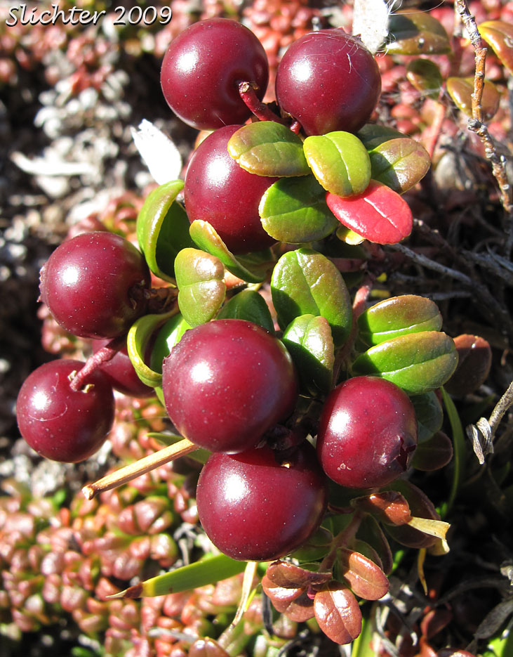 Berries of Lingonberry, Low Bush Cranberry, Partridgeberry, Foxberry: Vaccinium vitis-idaea (Synonyms: Vaccinium vitis-idaea ssp. minus, Vaccinium vitis-idaea var. minus)