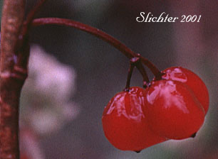 Berries of High-bush Cranberry, Mooseberry, Moosewood Viburnum, Squashberry: Viburnum edule (Synonym: Viburnum pauciflorum)