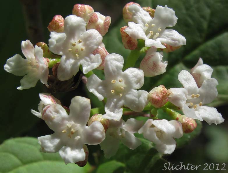 Close-up of the flowers of High-bush Cranberry, Mooseberry, Moosewood Viburnum, Squashberry: Viburnum edule (Synonym: Viburnum pauciflorum)