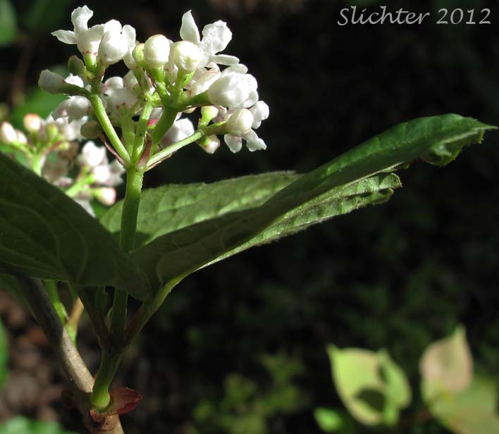 Close-up sideview of the inflorescence of High-bush Cranberry, Mooseberry, Moosewood Viburnum, Squashberry: Viburnum edule (Synonym: Viburnum pauciflorum)