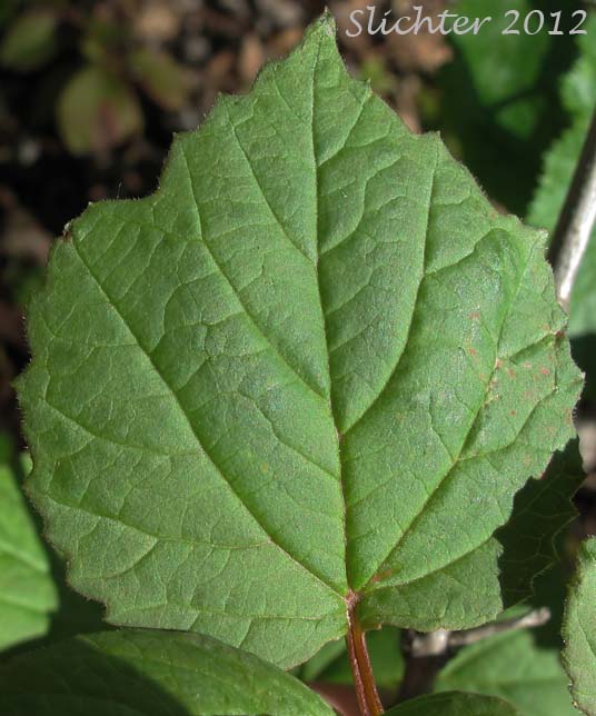 Leaf of High-bush Cranberry, Mooseberry, Moosewood Viburnum, Squashberry: Viburnum edule (Synonym: Viburnum pauciflorum)