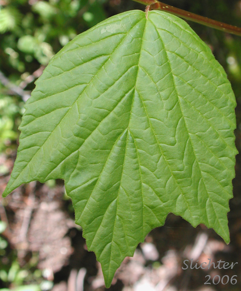 Leaf of High-bush Cranberry, Mooseberry, Moosewood Viburnum, Squashberry: Viburnum edule (Synonym: Viburnum pauciflorum)