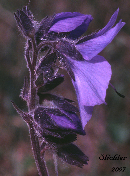 Flower of Tall Jacob's-ladder, Tall Jacob's Ladder: Polemonium acutiflorum (Synonym: Polemonium caeruleum ssp. villosum)
