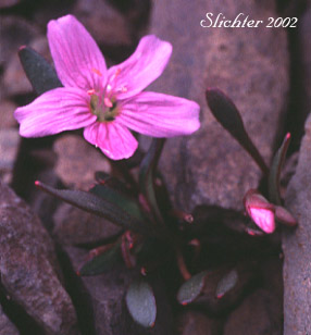 Scamman's Claytonia, Scamman Spring-beauty, Scammon's Springbeauty