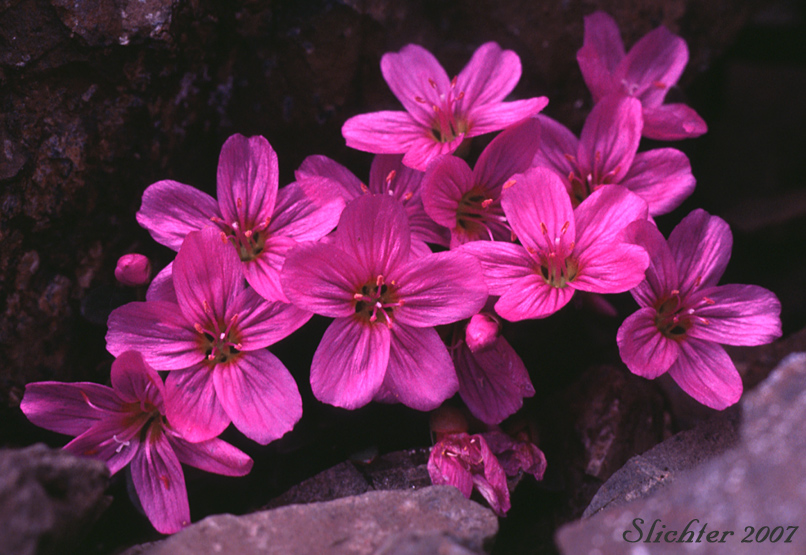 Scamman's Spring-beauty: Claytonia scammaniana