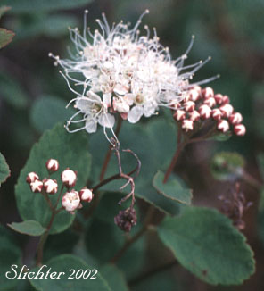 Alaska Spiraea, Beauverd's Spiraea, Steven's Meadowsweet, Steven's Spiraea: Spiraea stevenii (Synonyms: Spiraea beauverdiana, Spiraea beauverdiana var. stevenii)