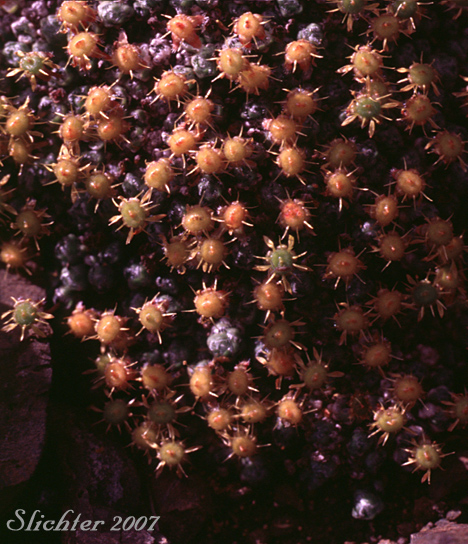 Barnacle Saxifrage, Ciliate Saxifrage, Cushion Saxifrage: Saxifraga eschscholtzii