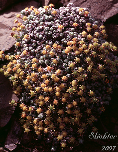 Barnacle Saxifrage, Ciliate Saxifrage, Cushion Saxifrage: Saxifraga eschscholtzii