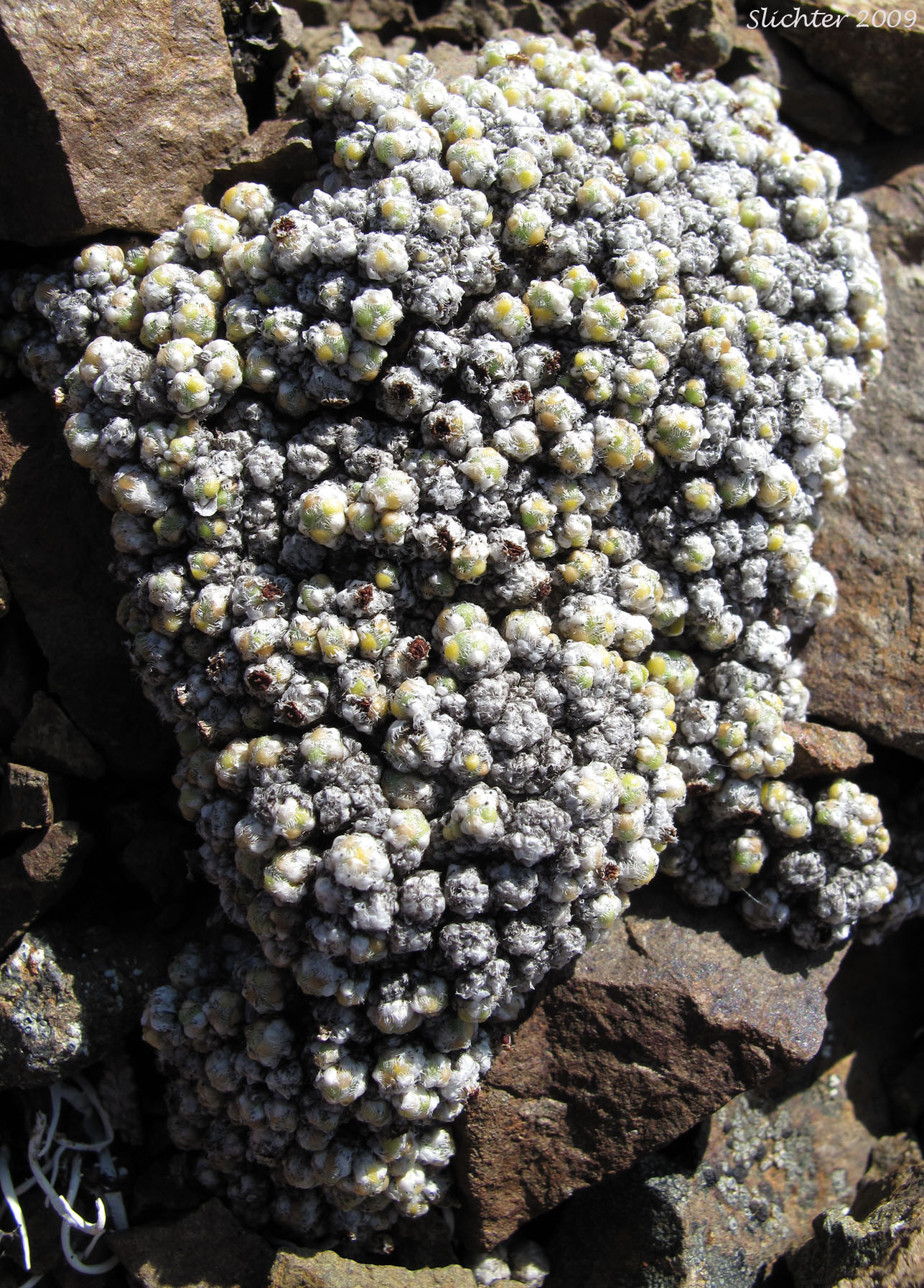 Barnacle Saxifrage, Ciliate Saxifrage, Cushion Saxifrage: Saxifraga eschscholtzii