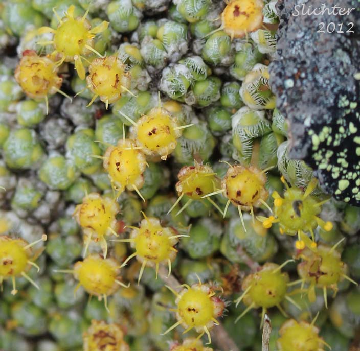 Barnacle Saxifrage, Ciliate Saxifrage, Cushion Saxifrage: Saxifraga eschscholtzii
