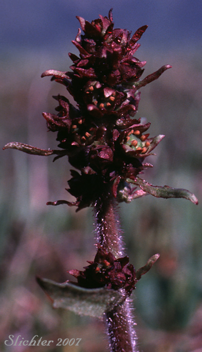 Inflorescence of Hawkweed-leaved Saxifrage, Rusty Saxifrage, Stiffstem Saxifrage, Stiff-stemmed Saxifrage: Micranthes hieraciifolia (Synonyms: Saxifrage hieraciifolia, Saxifraga hieraciifolia var. angusticapsula, Saxifraga hieraciifolia var. rufopilosa)