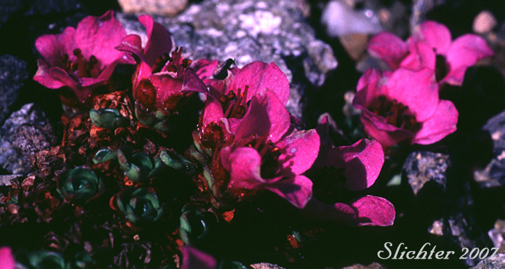 Purple Mountain Saxifrage, Purple Saxifrage: Saxifraga oppositifolia