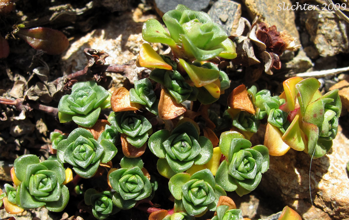 Purple Mountain Saxifrage, Purple Saxifrage: Saxifraga oppositifolia