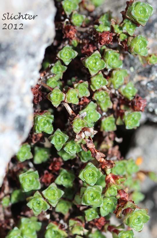 Purple Mountain Saxifrage, Purple Saxifrage: Saxifraga oppositifolia