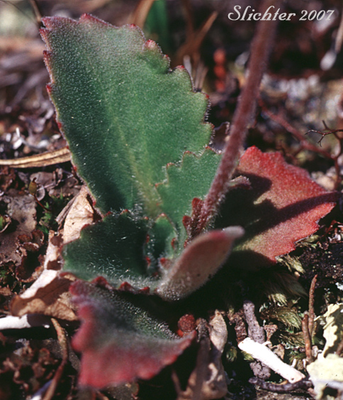 Basal leaves of Reflexed Saxifrage, Yukon Saxifrage: Micranthes reflexa (Synonym: Saxifraga reflexa)