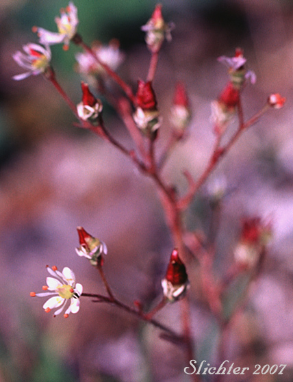 Inflorescence of Reflexed Saxifrage, Yukon Saxifrage: Micranthes reflexa (Synonym: Saxifraga reflexa)
