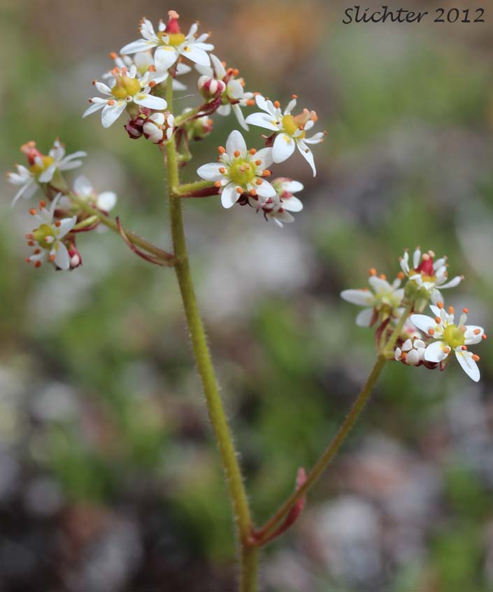 Close-up of the inflorescence of Reflexed Saxifrage, Yukon Saxifrage: Micranthes reflexa (Synonym: Saxifraga reflexa)
