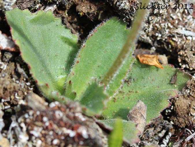 Basal leaves of Reflexed Saxifrage, Yukon Saxifrage: Micranthes reflexa (Synonym: Saxifraga reflexa)