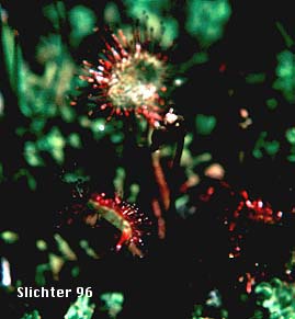 Roundleaf Sundew, Round-leaf Sundew: Drosera rotundifolia (var. gracilis or var. rotundifolia ?)