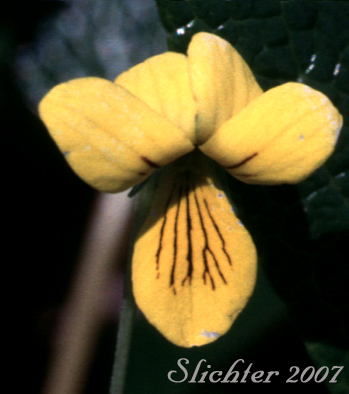 Flower of Small Yellow Violet: Viola biflora