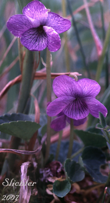 Alaska Violet, Aleutian Violet: Viola langsdorffii (Synonyms: Viola simulata, Viola superba)