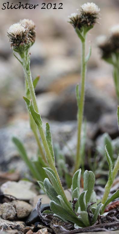 Alpine Pussytoes, Fries's Pussytoes: Antennaria friesiana ssp. ? (Synonym: Antennaria alpina var. friesiana)