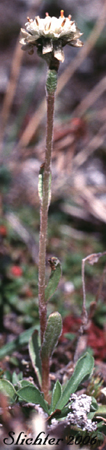 Cat's Paw, Pygmy Pussytoes, Single-headed Pussytoes: Antennaria monocephala ssp. monocephala