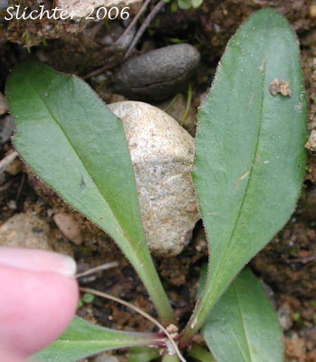 Basal leaves of Lessing's Arnica, Nodding Arnica: Arnica lessingii (Synonyms: Arnica angustifolia var. lessingii, Arnica lessingii ssp. norbergii)