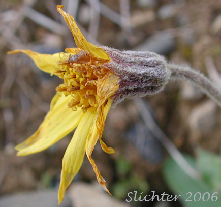 Flower head and involucre of Lessing's Arnica, Nodding Arnica: Arnica lessingii (Synonyms: Arnica angustifolia var. lessingii, Arnica lessingii ssp. norbergii)