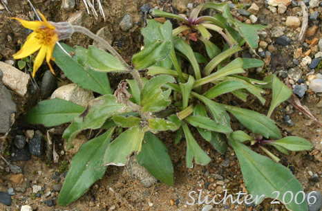 Lessing's Arnica, Nodding Arnica: Arnica lessingii (Synonyms: Arnica angustifolia var. lessingii, Arnica lessingii ssp. norbergii)