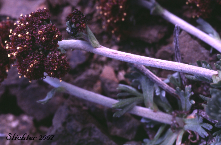 Purple Wormwood: Artemisia globularia ssp. globularia (Synonyms: Ajania globularia, Artemisia norvegica ssp. globularia)
