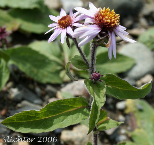 Arctic Aster, Siberican Aster: Eurybia sibirica (Synonyms: Aster beringensis, Aster giganteus, Aster montanus, Aster montanus var. giganteus, Aster richardsonii, Aster richardsonii var. giganteus, Aster sibiricus, Aster sibiricus ssp. richardsonii, Aster sibiricus var. giganteus, Eurybia sibirica var. gigantea)