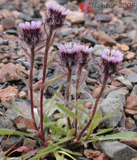 Arctic Alpine Fleabane, Lowly Fleabane, Mountain Fleabane: Erigeron humilis (Synonyms: Erigeron unalaschkensis, Erigeron uniflorus var. unalaschkensis)