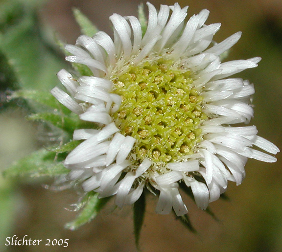 Flower head of Bitter Daisy, Bitter Fleabane, Fleabane Daisy: Erigeron acris (Synonym: Trimorpha acris)