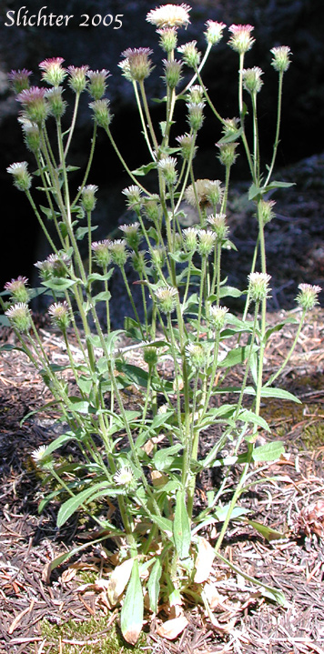 Bitter Daisy, Bitter Fleabane, Fleabane Daisy: Erigeron acris (Synonym: Trimorpha acris)