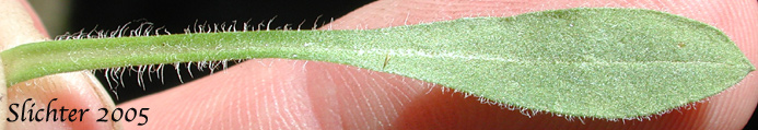 Basal leaf of Bitter Daisy, Bitter Fleabane, Fleabane Daisy: Erigeron acris (Synonym: Trimorpha acris)s