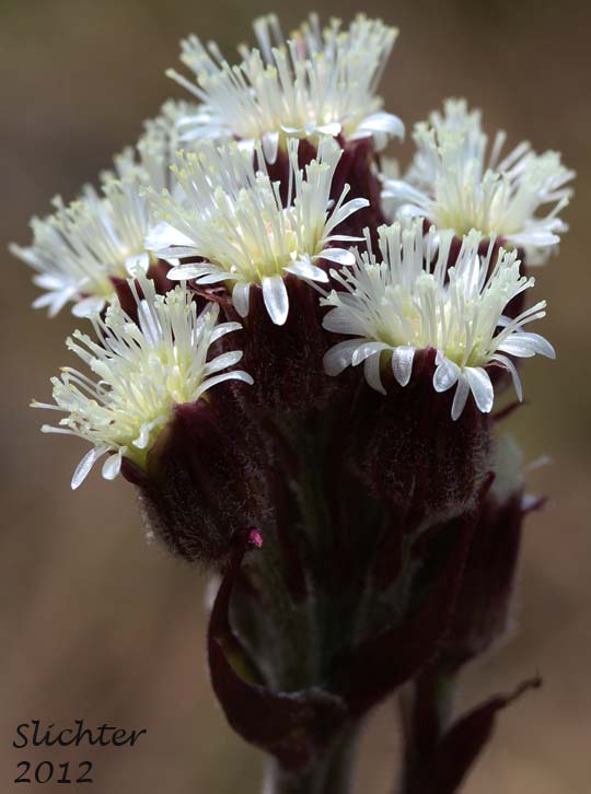 Close-up view of the inflorescence of Arctic Sweet Coltsfoot, Arrowleaf Sweet Coltsfoot, Frigid Coltsfoot: Petasites frigidus var. frigidus (Synonyms: Petasites alaskanus, Petasites corymbosus, Petasites frigidus ssp. nivalis, Petasites frigidus var. corymbosus, Petasites frigidus var. hyperboreoides, Petasites frigidus var. nivalis, Petasites gracilis, Petasites hyperboreus, Petasites nivalis, Petasites nivalis ssp. hyperboreus)