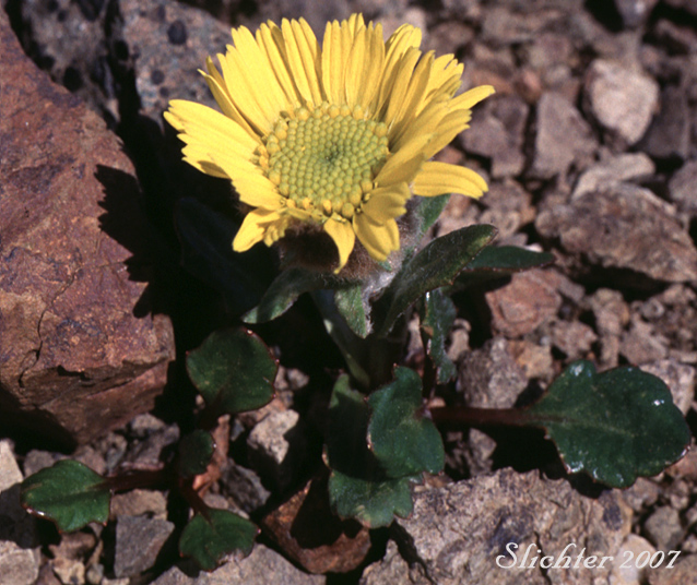 Twice-hairy Butterweed: Tephroseris lindstroemii (formerly Senecio fuscatus)