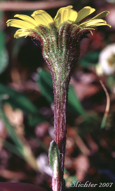 Involucral bracts of Arctic Butterweed, Kjellman's Groundsel:   Tephroseris kjellmanii  (Synonym:  Senecio atropurpureus ssp. tomentosa)