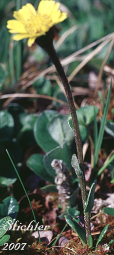 Arctic Butterweed, Kjellman's Groundsel:   Tephroseris kjellmanii  (Synonym:  Senecio atropurpureus ssp. tomentosa)