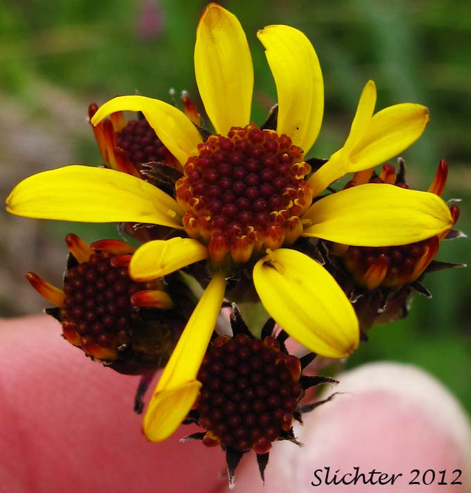 Flower head of Black-tipped Groundsel, Small Black-tip Ragwort: Senecio lugens (Synonyms: Senecio glaucescens, Senecio imbricatus, Senecio integerrimus var. lugens)