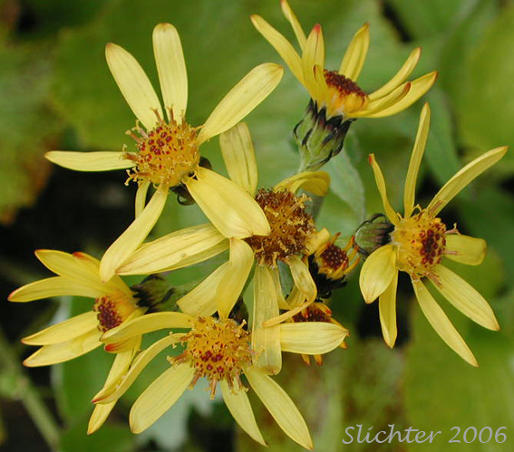 Flower heads of Black-tipped Groundsel, Small Black-tip Ragwort: Senecio lugens (Synonyms: Senecio glaucescens, Senecio imbricatus, Senecio integerrimus var. lugens)