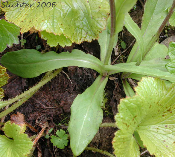Basal leaves of Black-tipped Groundsel, Small Black-tip Ragwort: Senecio lugens (Synonyms: Senecio glaucescens, Senecio imbricatus, Senecio integerrimus var. lugens)