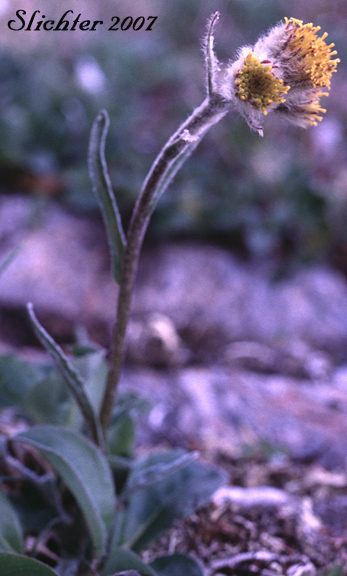 Yukon Groundsel: Tephroseris yukonensis (Synonyms: Senecio alaskanus, Senecio yukonensis)
