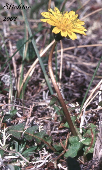 Alaska Dandelion, Kamchatka Dendelion, Northern Dandelion: Taraxacum alaskanum (Synonyms: Taraxacum kamtschaticum, Taraxacum pseudokamtscahticum)