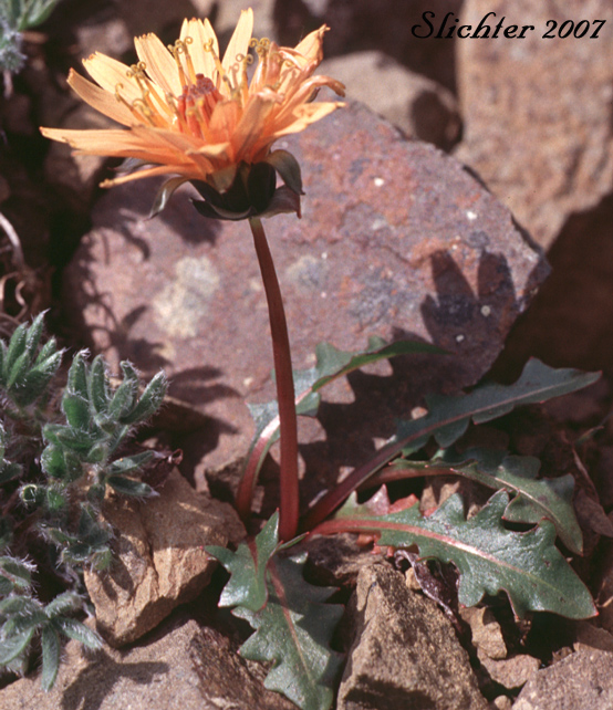 Common Dandelion, Horned Dandelion: Taraxacum officinale ssp. ceratophorum (Synonym: Taraxacum lacerum and Taraxacum ceratophorum)