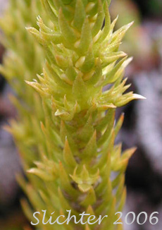 Pacific Clubmoss, Pacific Fir Moss: Huperzia haleakalae (Synonyms: Lycopodium haleakalae, Urostachys haleakalae)