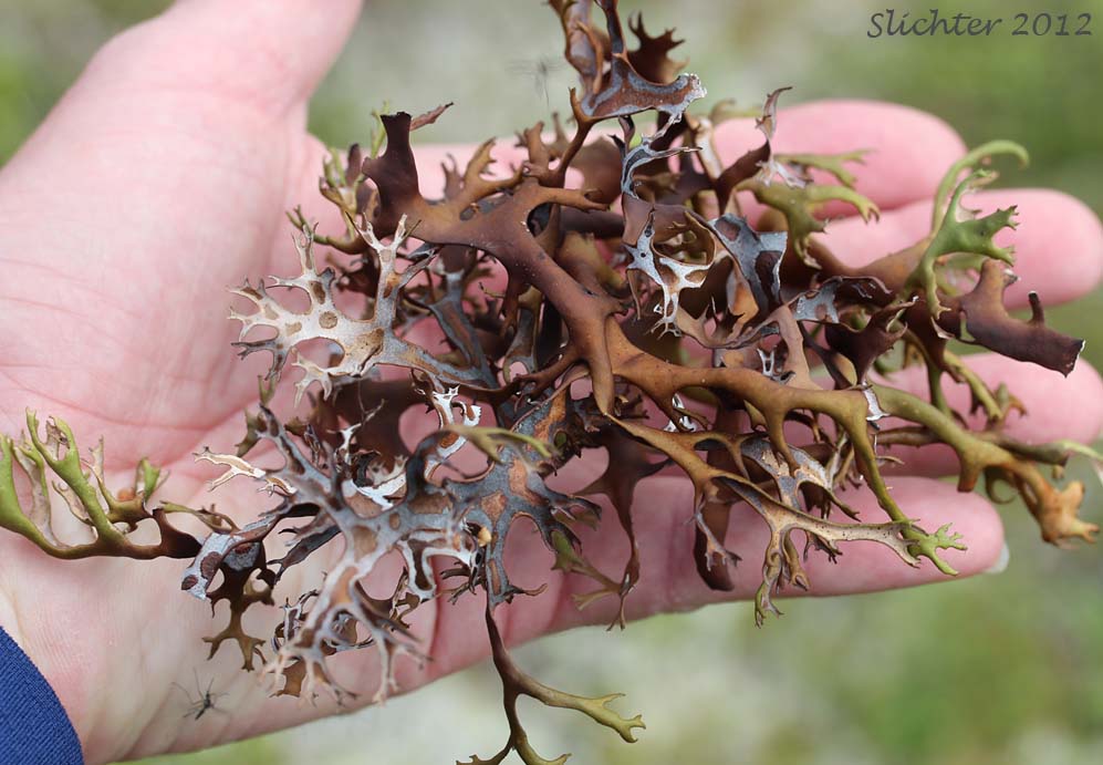 Icelandmoss, Island Cetraria Lichen, Tumbleweed Lichen: Cetraria islandica